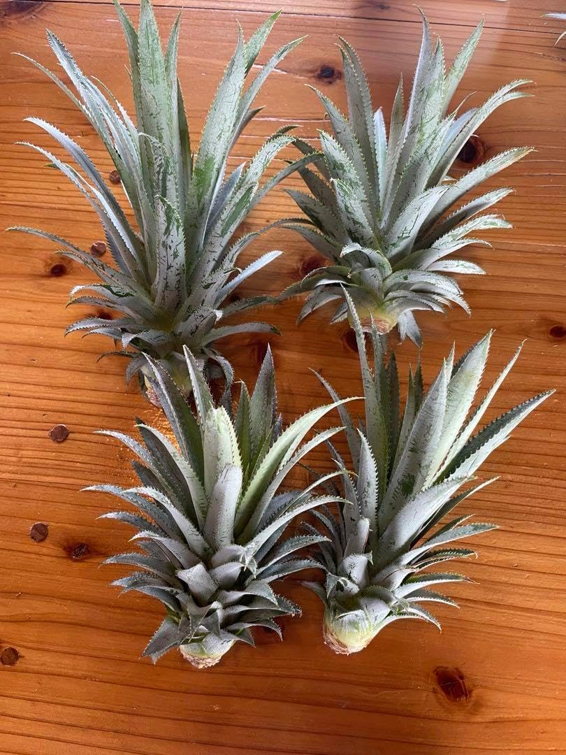 【ご自宅用】ピーチパイン20キロ ピーチパイン20キロ